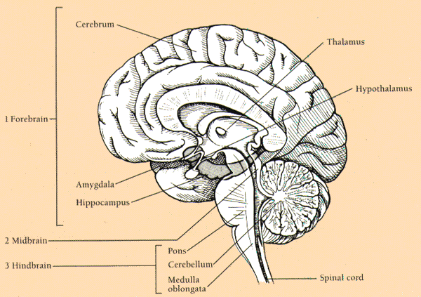 brain map